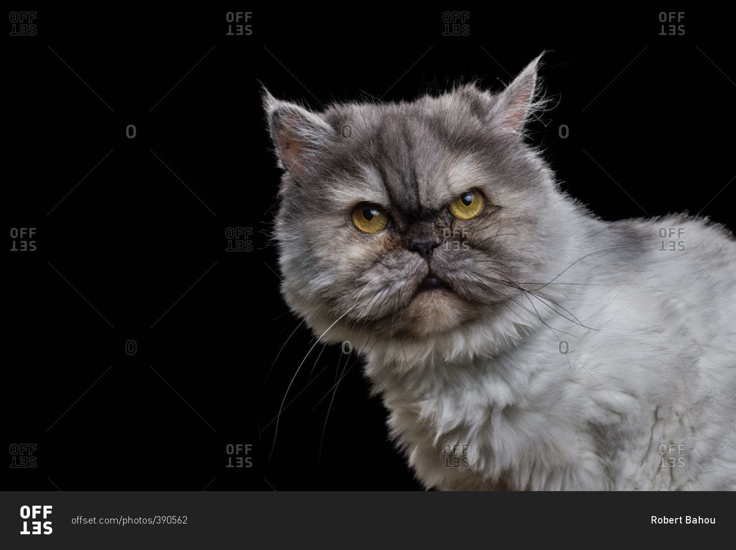 Angry Persian cat