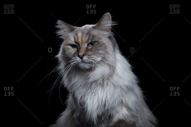 Longhair Cat Stock Photos Offset