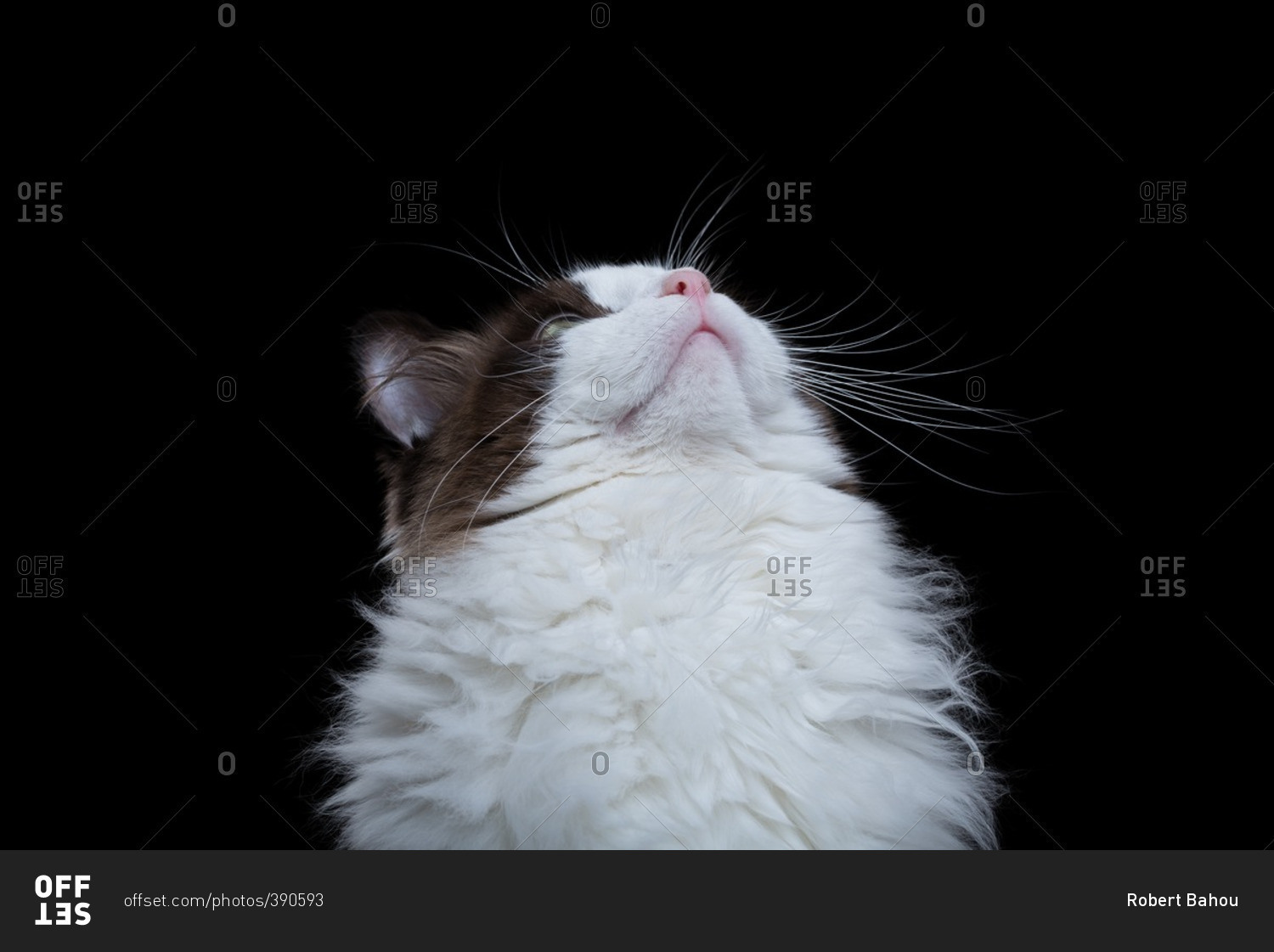 Brown and white Ragdoll cat looking up