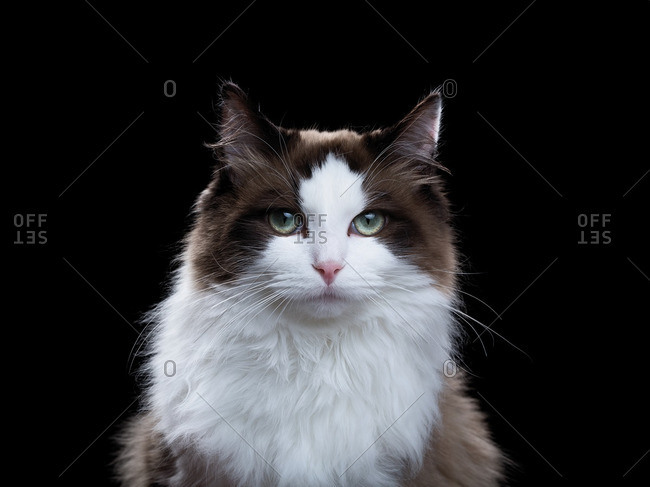 Ragdoll Cat On White Stock Photos Offset