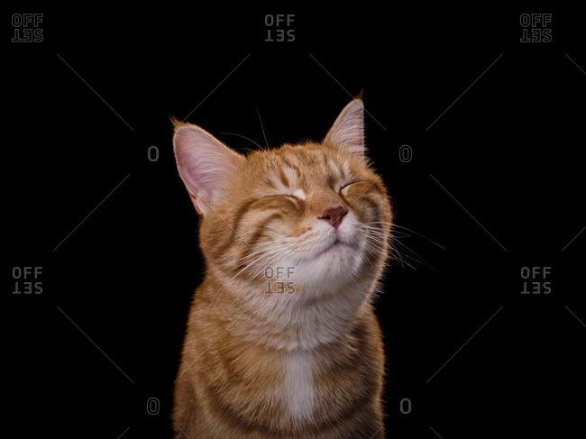 happy orange cat
