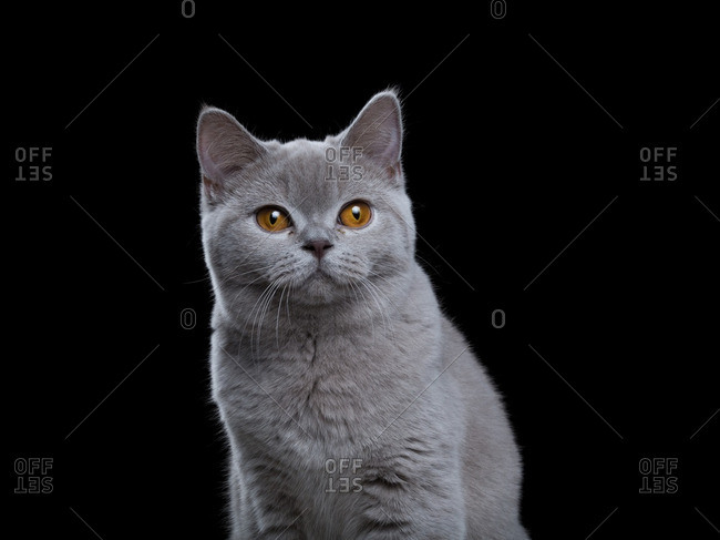 British Shorthair Cats Stock Photos Offset