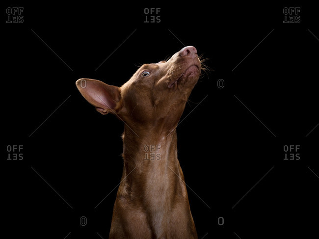 Pharaoh Hound dog with its snout in the air