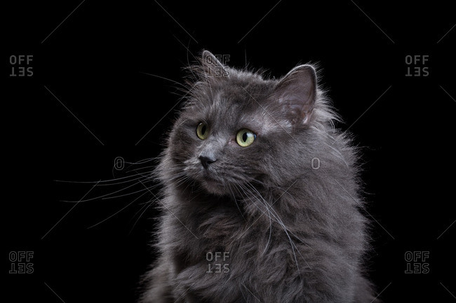 Gray Ragdoll cat on a dark background stock photo - OFFSET