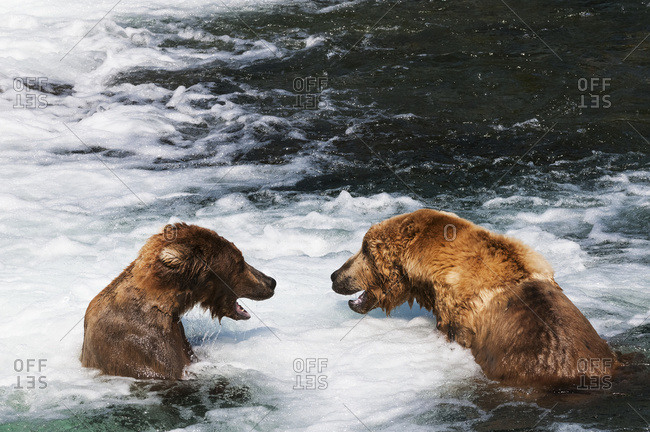 Brown bears face off at Brooks falls, Katmai National Park, Southwest Alaska