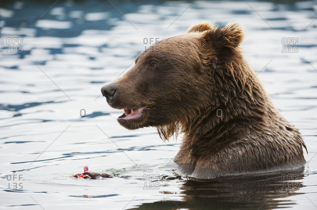 Close up of a Brown bear eating salmon while in the water near boat docks, Brooks River, Katmai National Park, Southwest Alaska