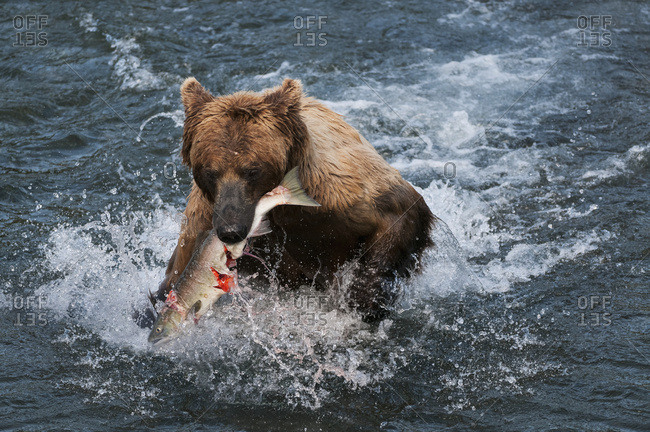 Brown bear catches salmon and quickly runs to shore, Brooks River, Katmai National Park, Southwest Alaska