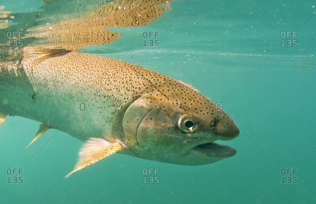 Oncorhynchus Mykiss Stock Photos Offset