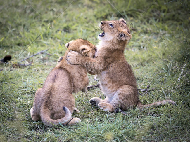 baby lions fighting