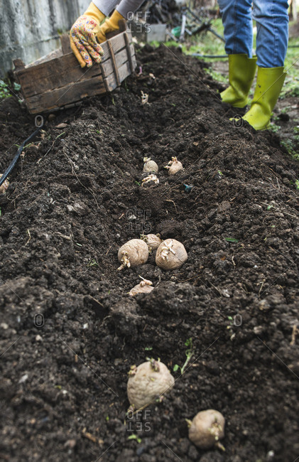 Planting potatoes from the Offset Collection