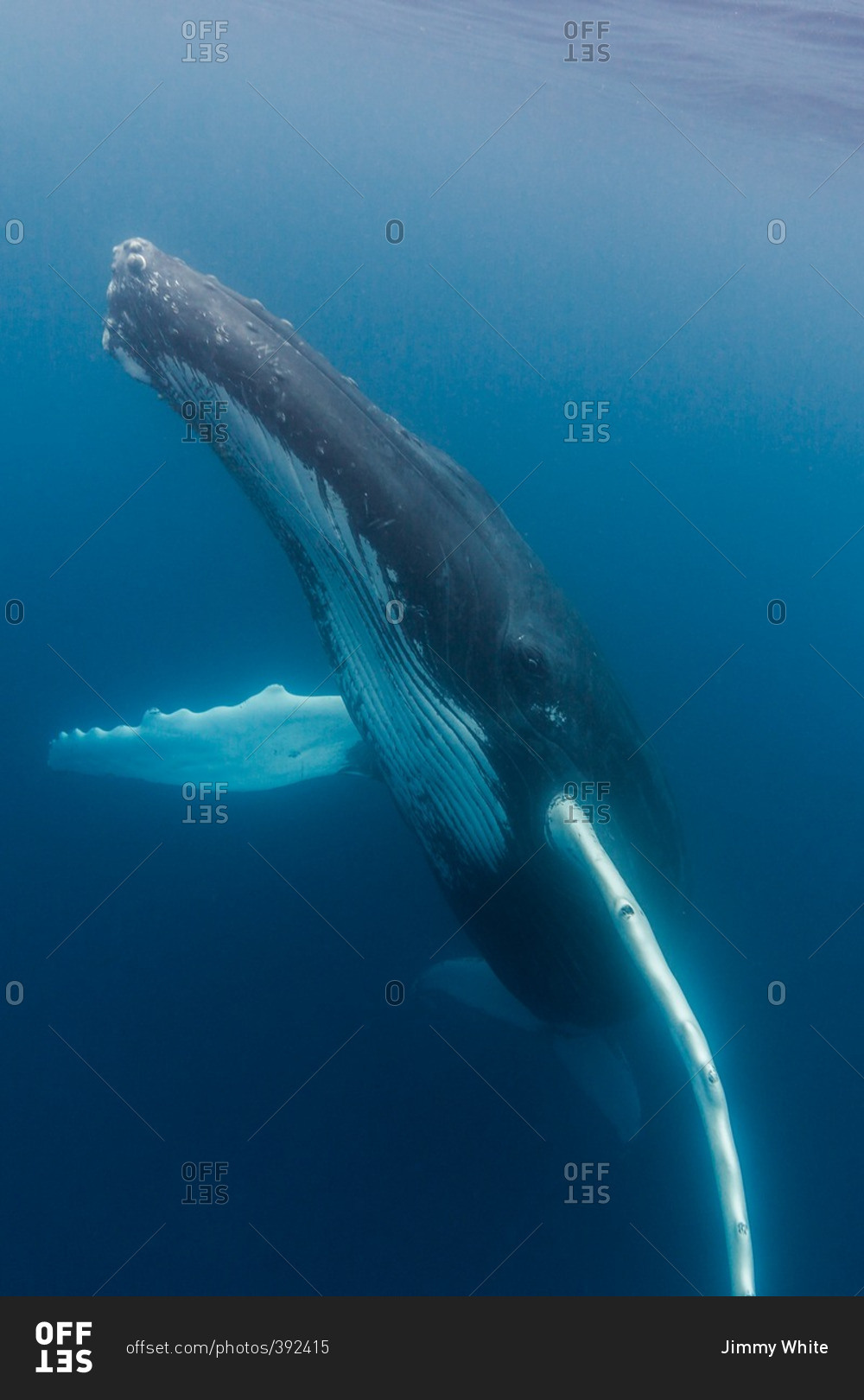 Underwater portrait of a Humpback Whale