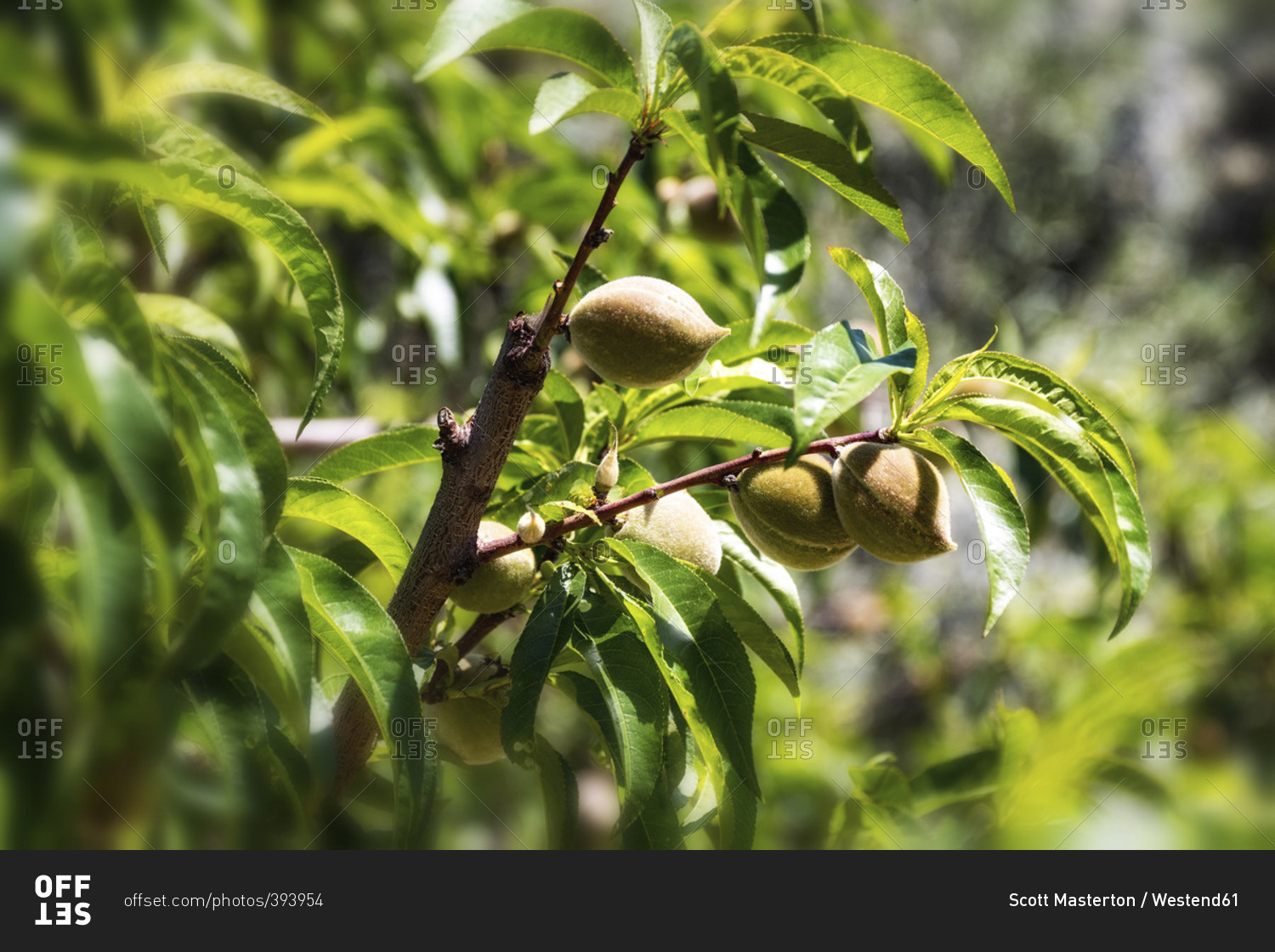Spain- Andalusia- Peach Orchard- tree and fruits