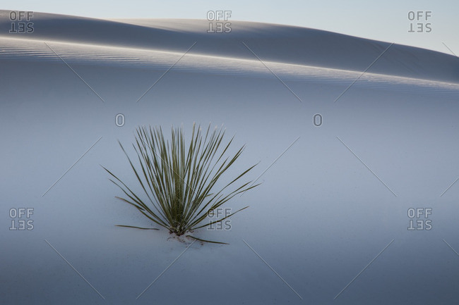 Yucca plant on shaded dune in White Sands National Monument