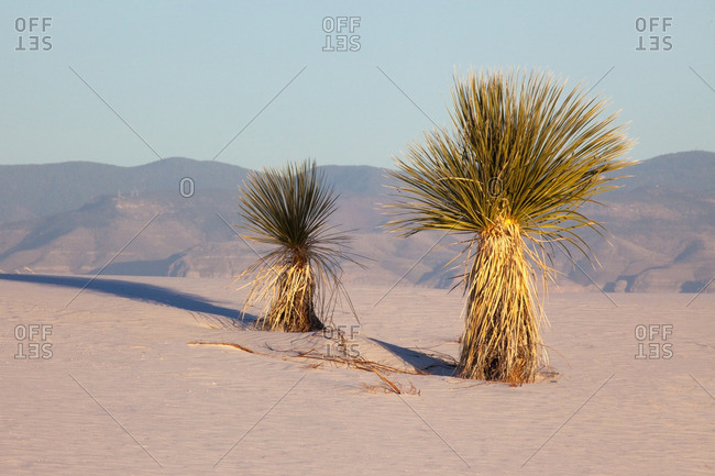 Sacramento Mountains and two yucca plants in White Sands National Monument