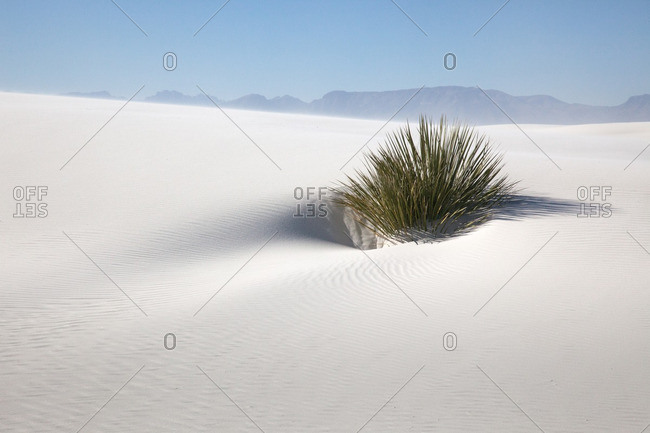 Yucca plant in sand storm in White Sands National Monument