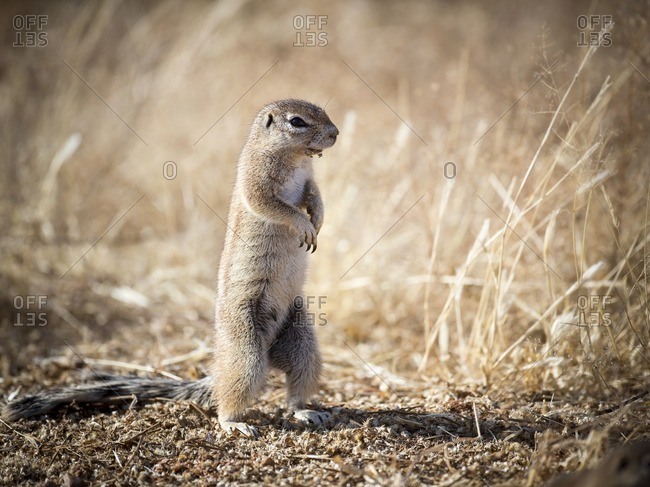 Ground squirrel standing on hind legs outside a burrow