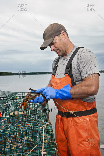 Lobsterman measures length of lobster on boat in Casco Bay