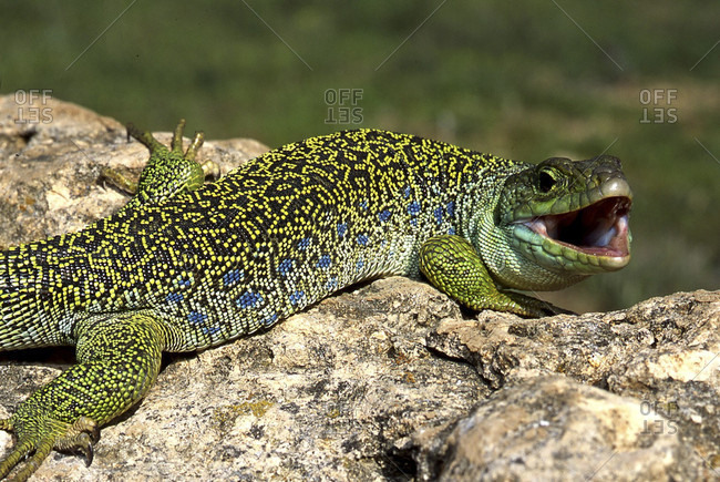 Ocellated lizard (lacerta lepida) in Do�ana National Park Huelva Spain