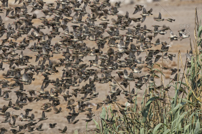 Red-billed quealeas flying from perch in tree, Okaukuejo, Etosha NP, Namibia