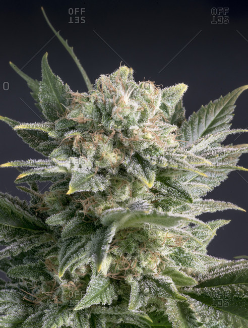 trichomes stock photos - OFFSET