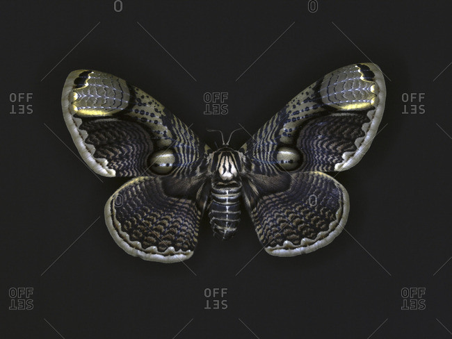 A moth on dark background stock photo - OFFSET