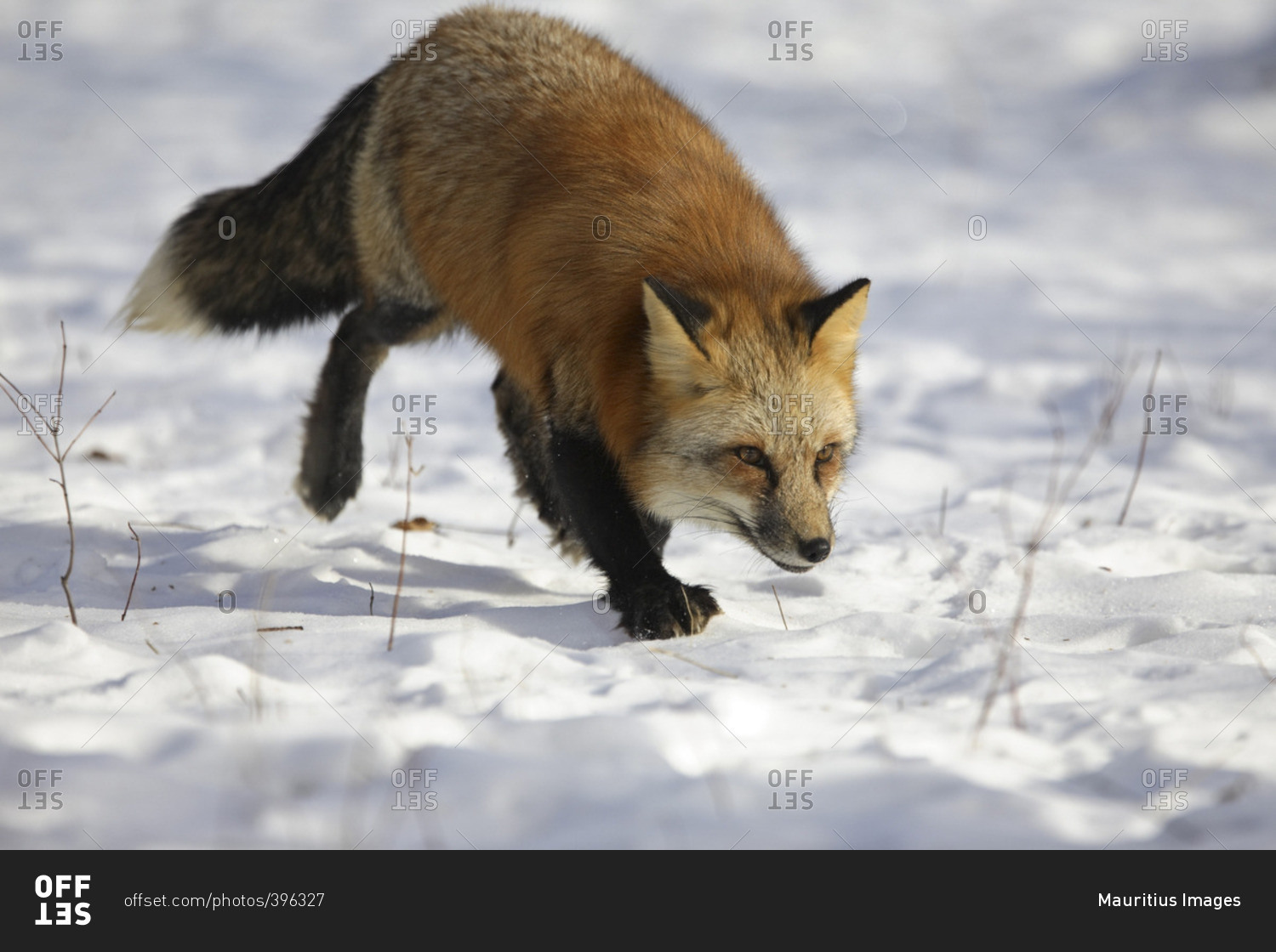 Рыжая лисица падеж. Stalker Red Fox.