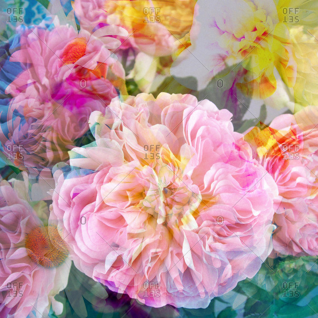 Flowers in composite