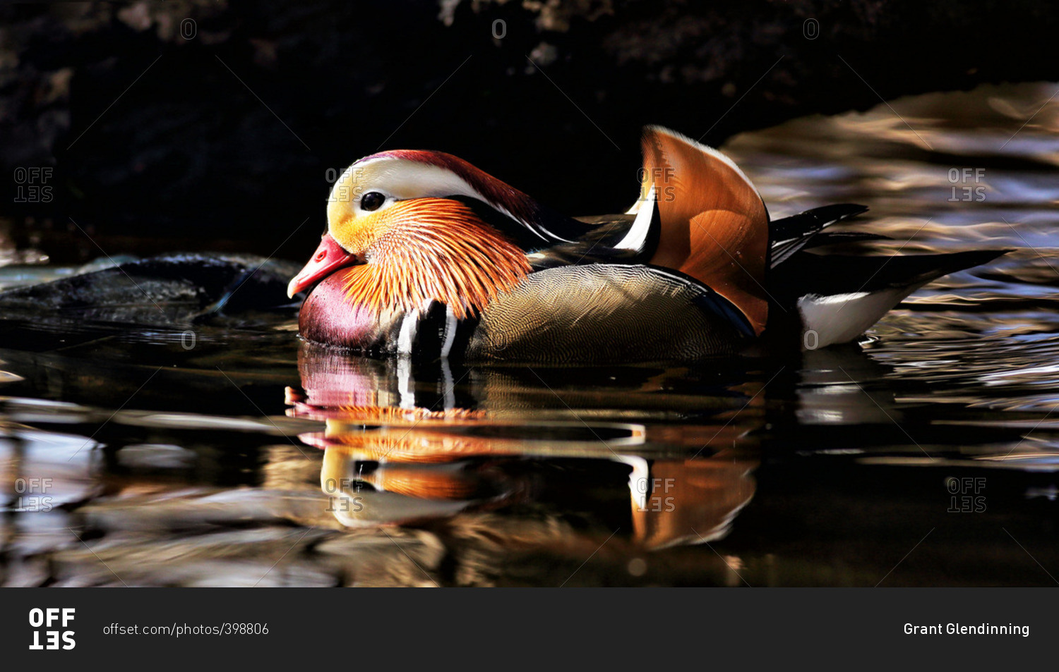 Colorful Mandarin duck in water