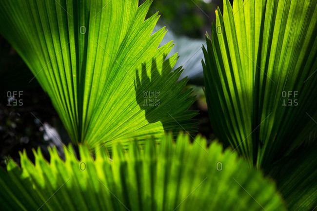 fan palm stock photos - OFFSET