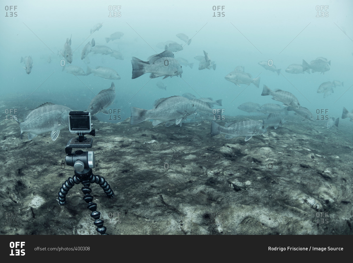 Underwater camera on tripod filming school of cubera snapper (Lutjanus cyanopterus), Sian Kaan biosphere reserve, Quintana Roo, Mexico
