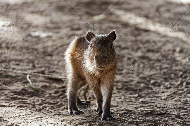 Capybara or water hog (Hydrochoerus hydrochaeris), Stock Photo, Picture And  Rights Managed Image. Pic. IBR-1160201