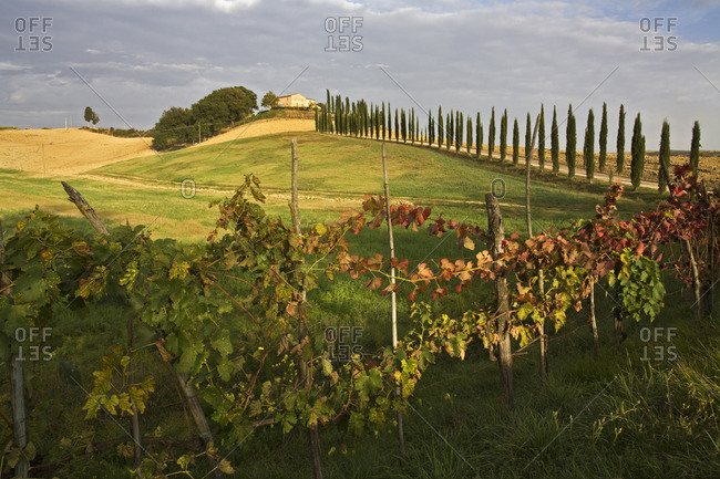 Italy- Tuscany- Wine estate - Offset