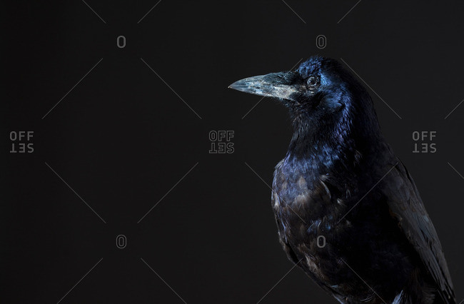 Close up of raven - Offset