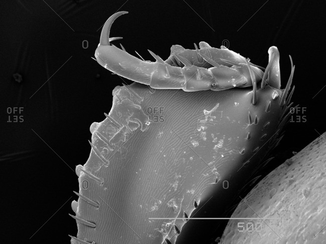 Histeridae beetle leg SEM - Offset