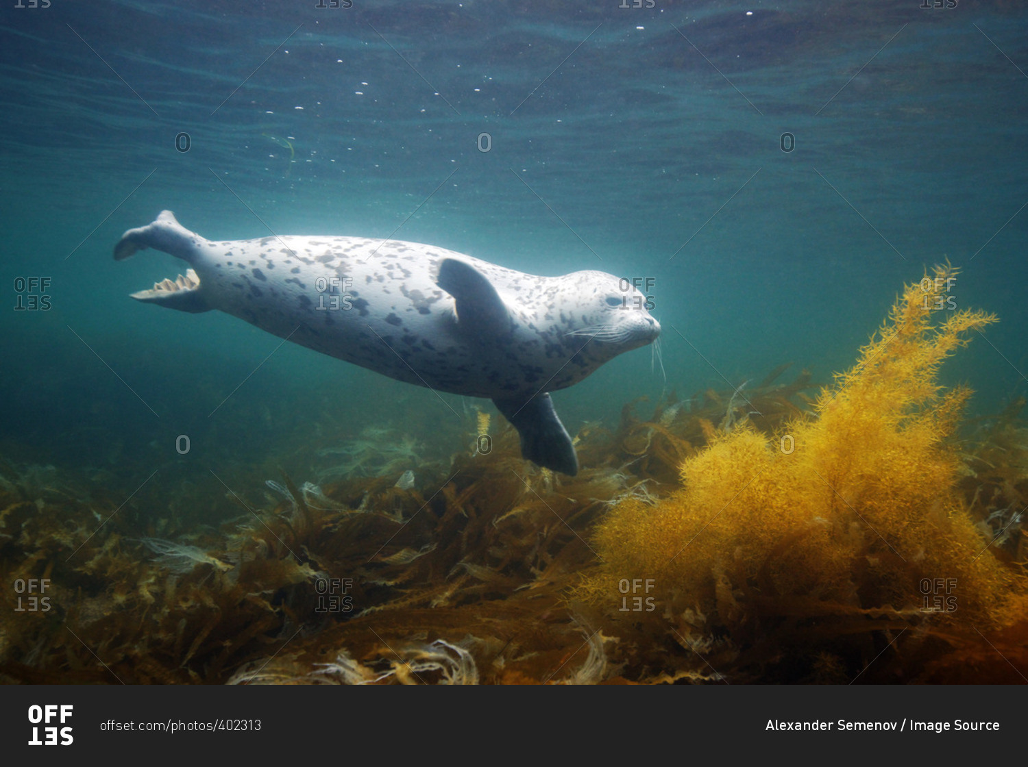 Spotted seal (Phoca largha), Sea of Japan