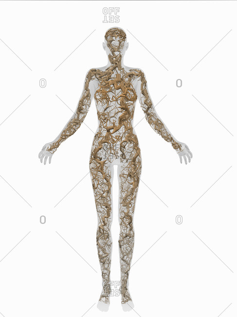 Computer-generated illustration of a woman's body