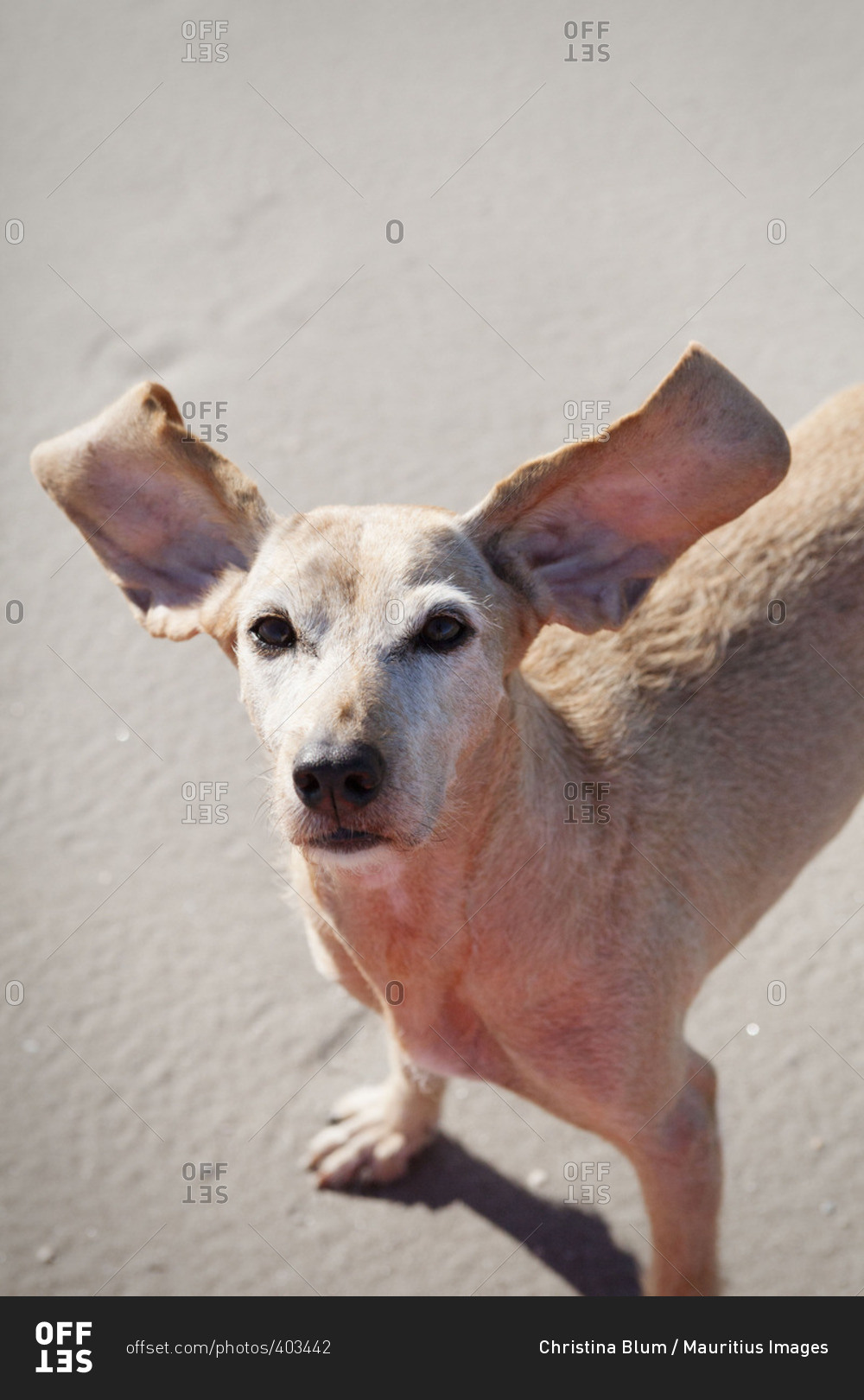 Dog with flying ears on the beach