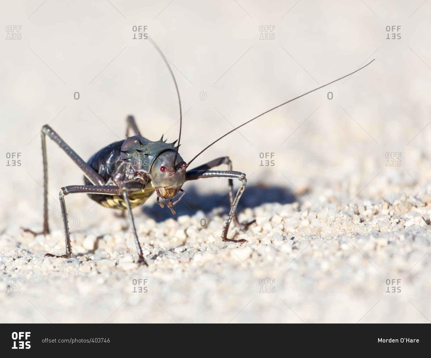 Close-up of a spiny bush cricket