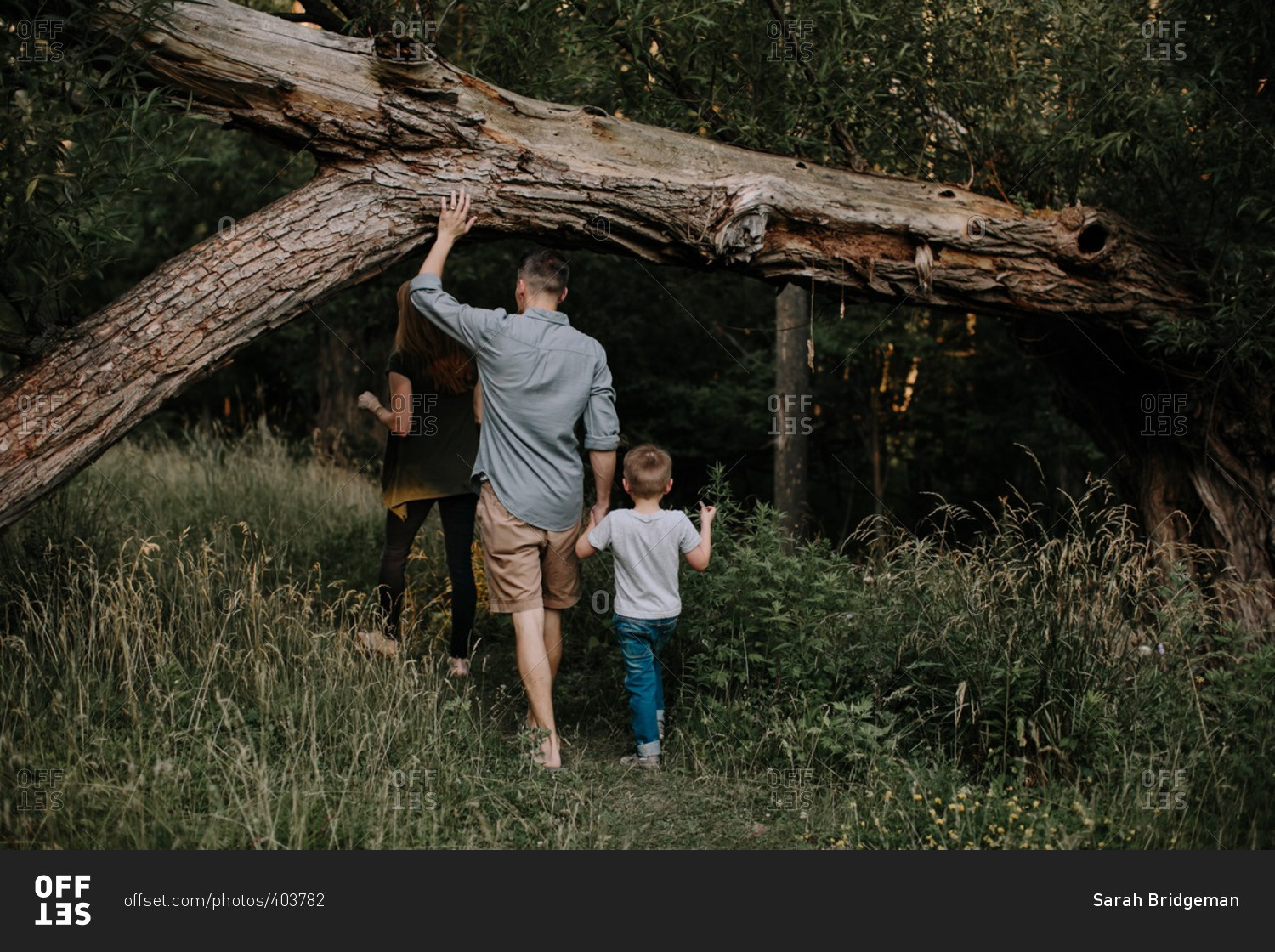 Family walking under a falling tree