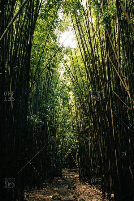 Stone path through thick bamboo in a Maui rainforest