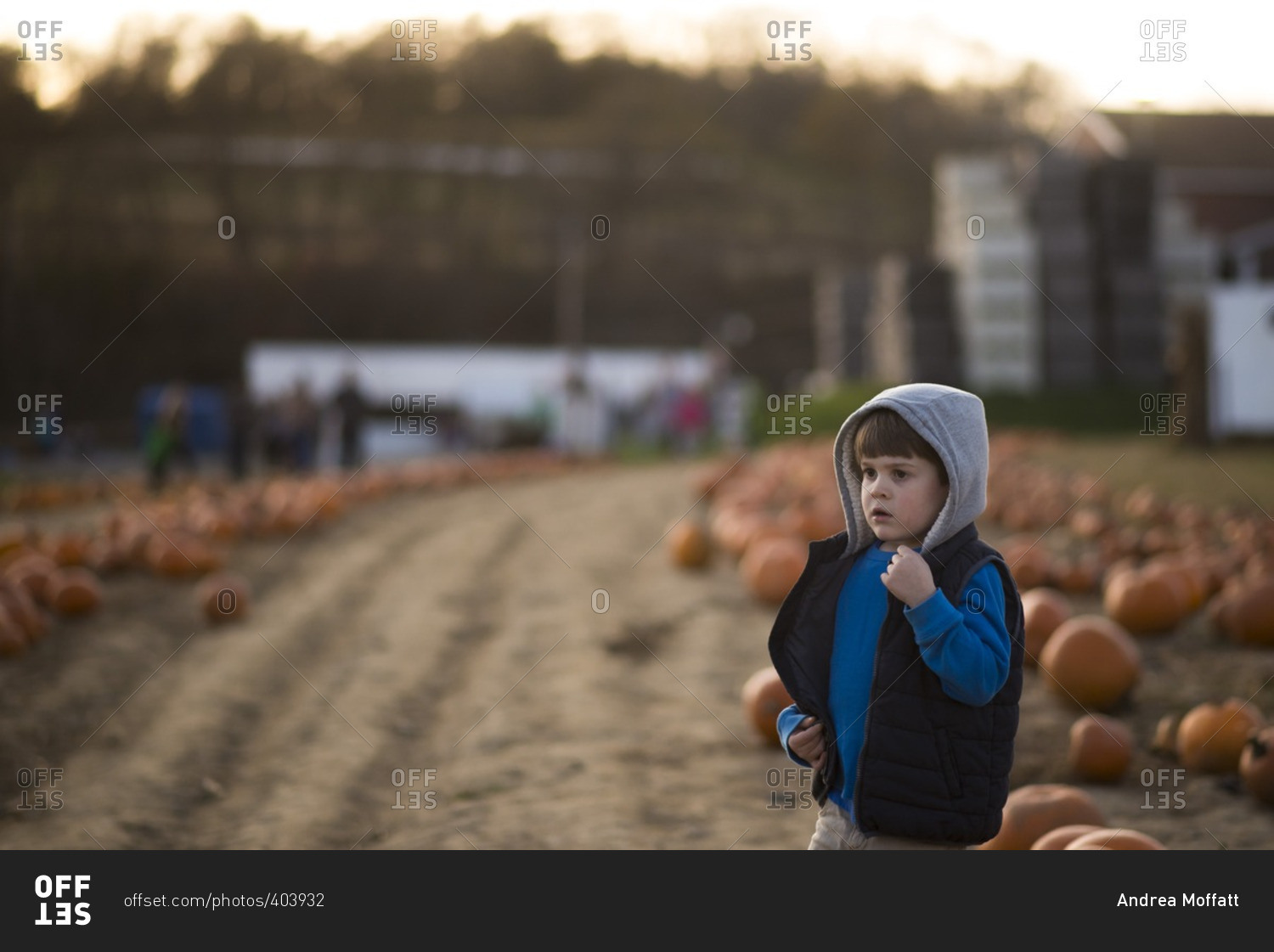Boy standing in a pumpkin patch on a late autumn afternoon