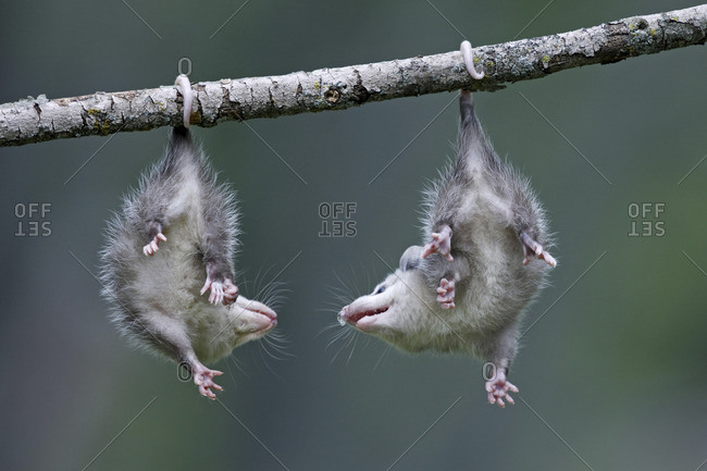 opossum hanging upside down