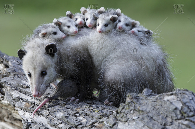 Opossum stock photos - OFFSET