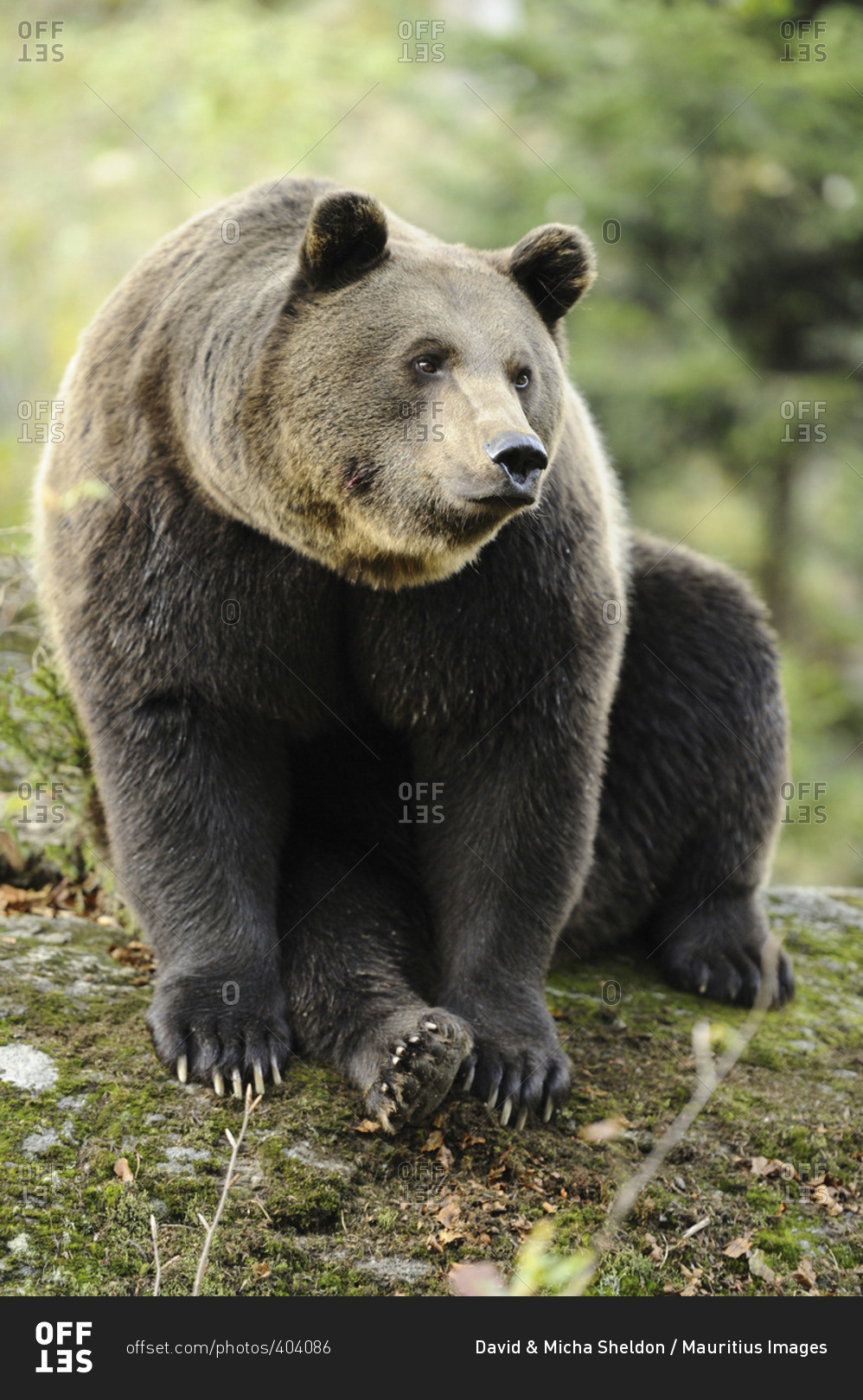 Brown Bear sitting down stock photo - OFFSET