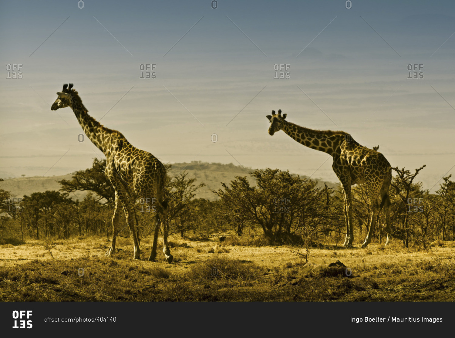 Two giraffes in the Serengeti, Tanzania