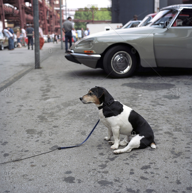 Essen, Germany - September 15, 2010: Portrait of a dog in front of vintage European cars at a vintage car rally
