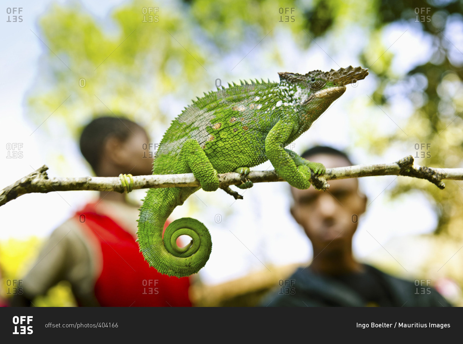 A big horned chameleon perched on a twig with blurry youth in the background
