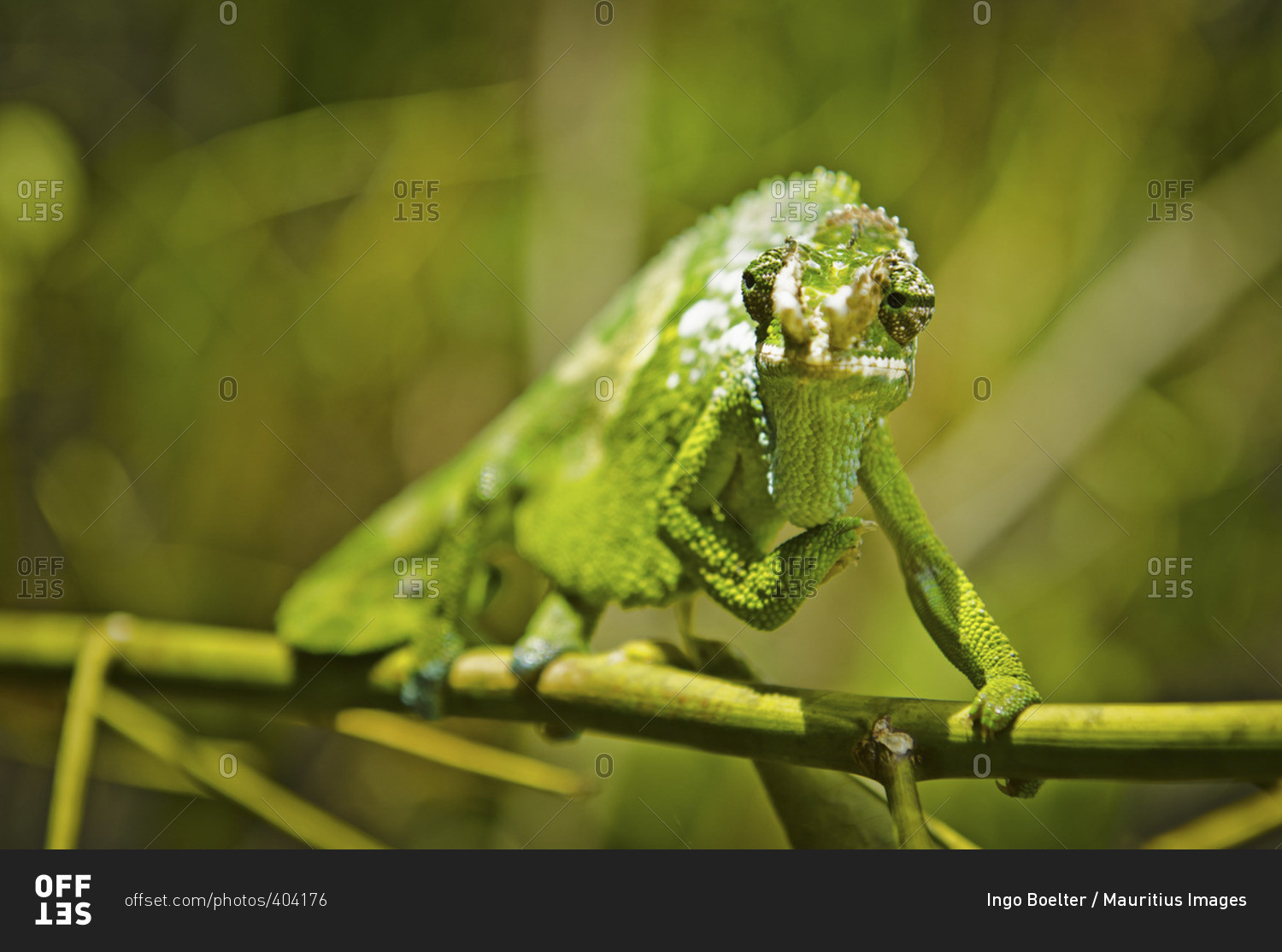 A two horned chameleon perched on a twig