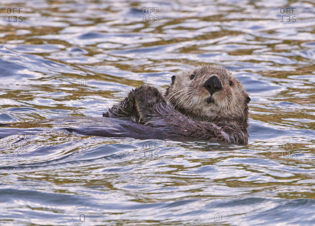 Sea Otter floating near the puffins at Lake Clark NP