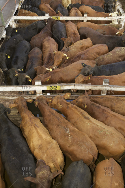 Brown and black cattle in crowded pens at auction